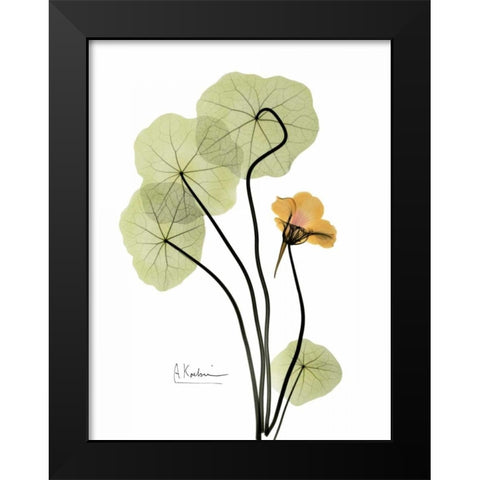 Nasturtium in Yellow Black Modern Wood Framed Art Print by Koetsier, Albert