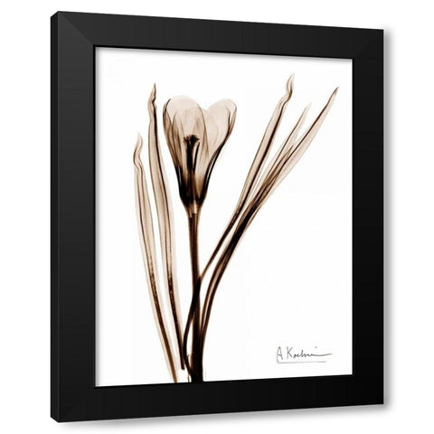 Crocus in Brown Black Modern Wood Framed Art Print with Double Matting by Koetsier, Albert