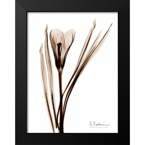 Crocus in Brown Black Modern Wood Framed Art Print by Koetsier, Albert