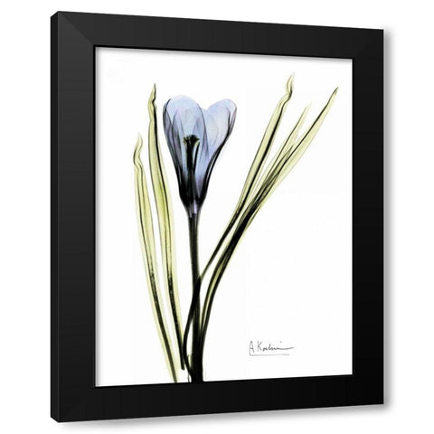 Crocus in Blue Black Modern Wood Framed Art Print with Double Matting by Koetsier, Albert