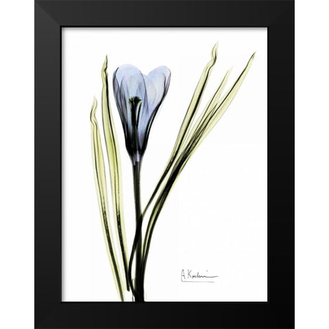 Crocus in Blue Black Modern Wood Framed Art Print by Koetsier, Albert