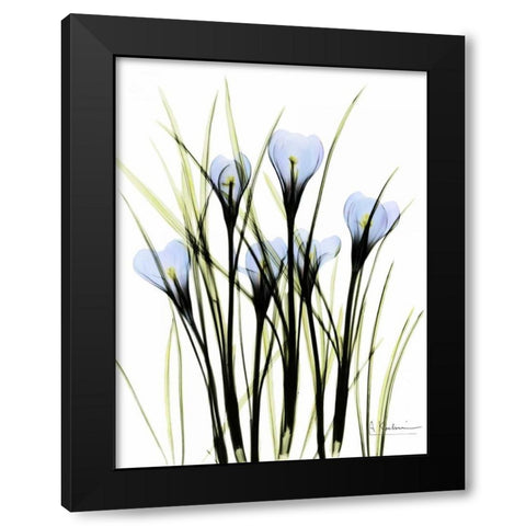 Crocus C38 Black Modern Wood Framed Art Print with Double Matting by Koetsier, Albert