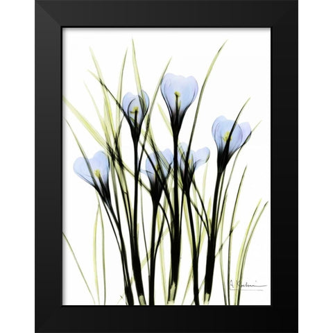 Crocus C38 Black Modern Wood Framed Art Print by Koetsier, Albert