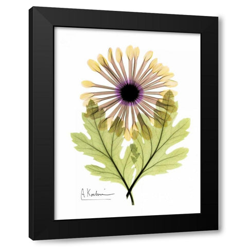 Chrysanthemum in Color Black Modern Wood Framed Art Print with Double Matting by Koetsier, Albert
