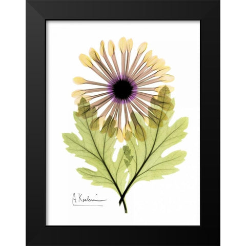 Chrysanthemum in Color Black Modern Wood Framed Art Print by Koetsier, Albert