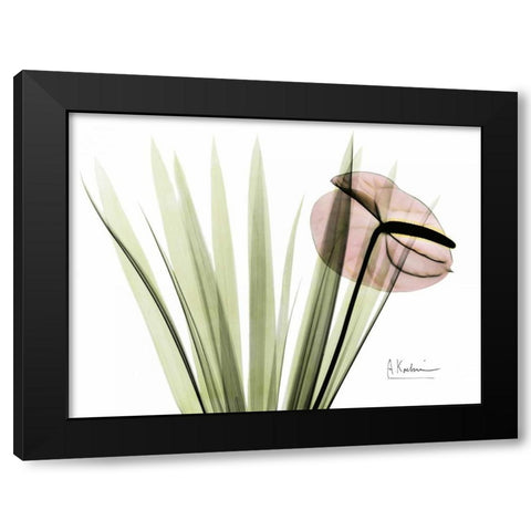 Flamingo Plant in Color Black Modern Wood Framed Art Print with Double Matting by Koetsier, Albert