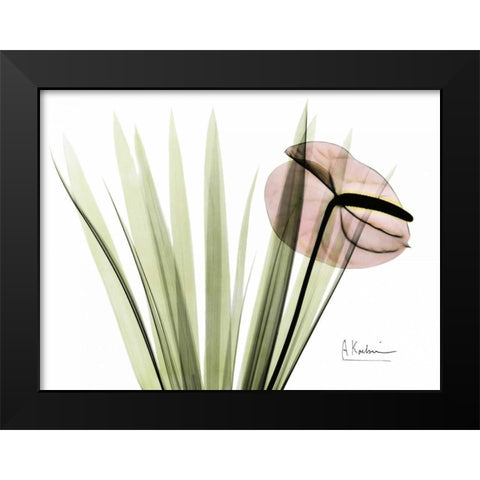 Flamingo Plant in Color Black Modern Wood Framed Art Print by Koetsier, Albert