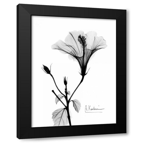 Hibiscus  Black Modern Wood Framed Art Print with Double Matting by Koetsier, Albert