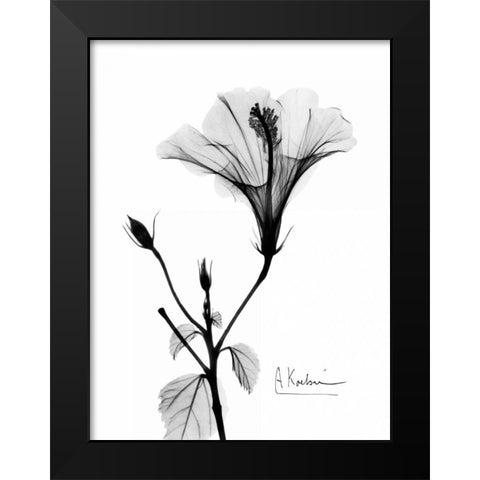 Hibiscus  Black Modern Wood Framed Art Print by Koetsier, Albert