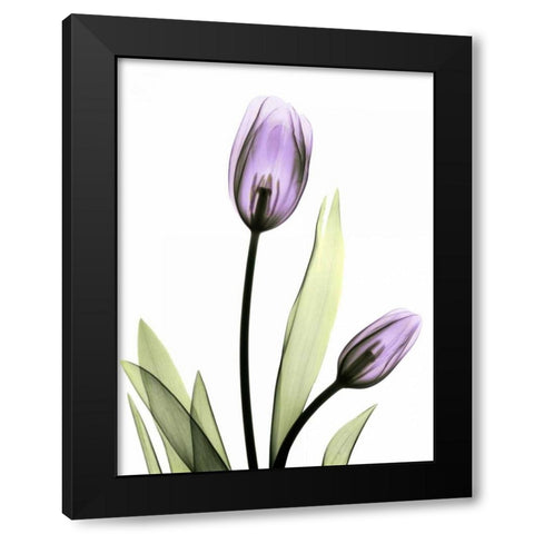 Purple Tulips Black Modern Wood Framed Art Print with Double Matting by Koetsier, Albert