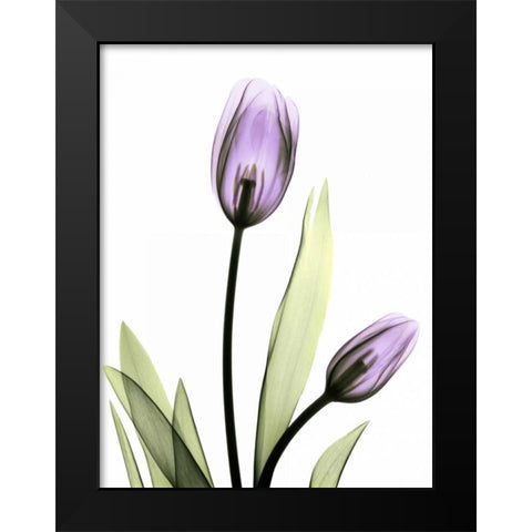 Purple Tulips Black Modern Wood Framed Art Print by Koetsier, Albert