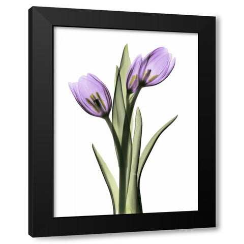 Purple Tulips 2 Black Modern Wood Framed Art Print by Koetsier, Albert