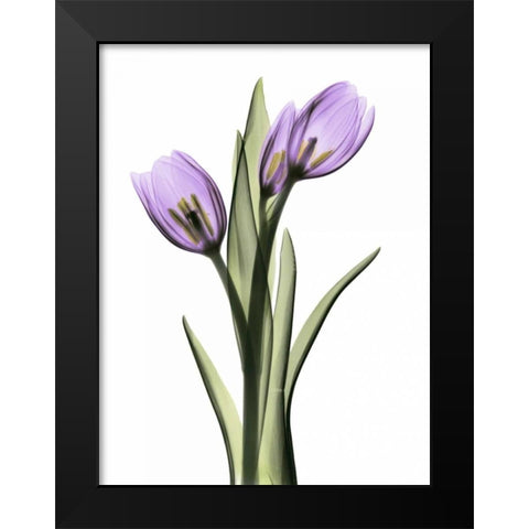 Purple Tulips 2 Black Modern Wood Framed Art Print by Koetsier, Albert