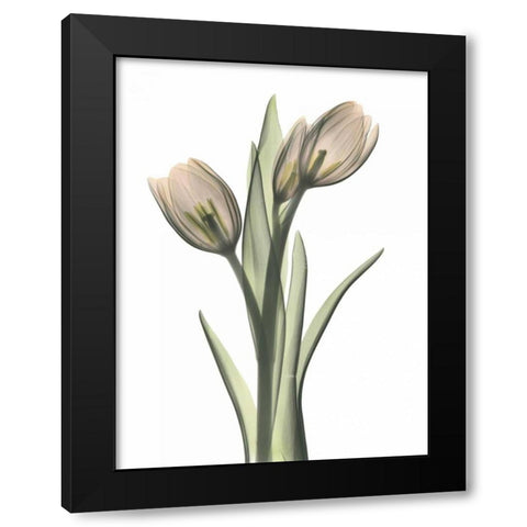 Tulip Pair in Color Black Modern Wood Framed Art Print with Double Matting by Koetsier, Albert