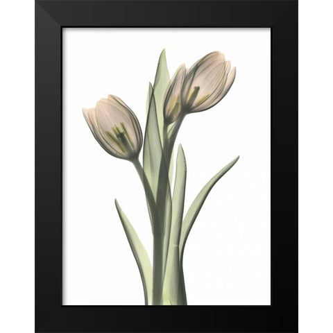 Tulip Pair in Color Black Modern Wood Framed Art Print by Koetsier, Albert