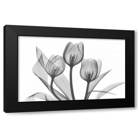 Tulips Three in BandW Black Modern Wood Framed Art Print with Double Matting by Koetsier, Albert