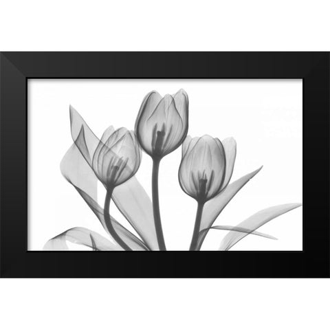 Tulips Three in BandW Black Modern Wood Framed Art Print by Koetsier, Albert