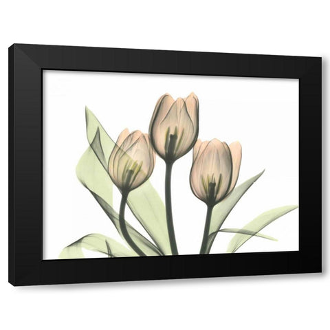 Tulips Three in Color Black Modern Wood Framed Art Print with Double Matting by Koetsier, Albert