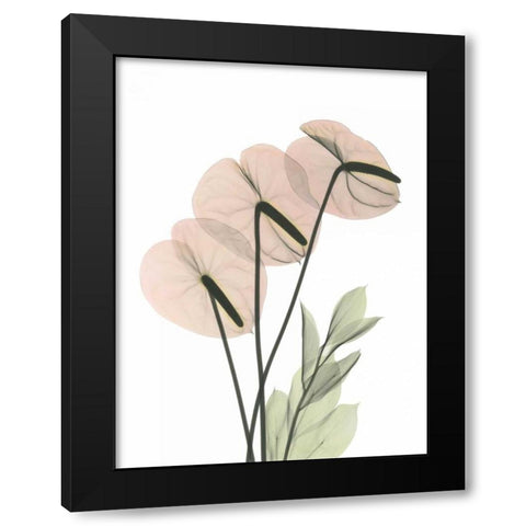 Flamingo in Color Black Modern Wood Framed Art Print with Double Matting by Koetsier, Albert