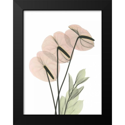 Flamingo in Color Black Modern Wood Framed Art Print by Koetsier, Albert