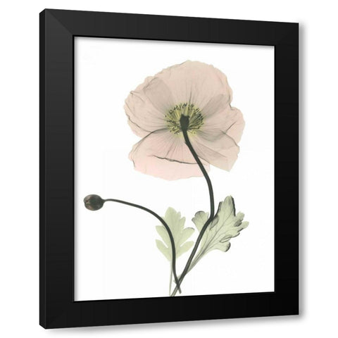 Iceland Poppy Black Modern Wood Framed Art Print by Koetsier, Albert