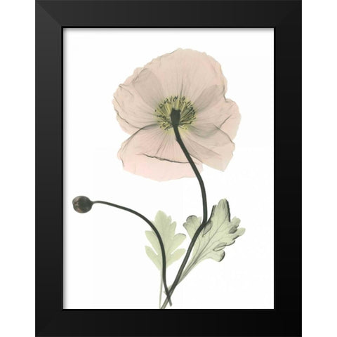 Iceland Poppy Black Modern Wood Framed Art Print by Koetsier, Albert