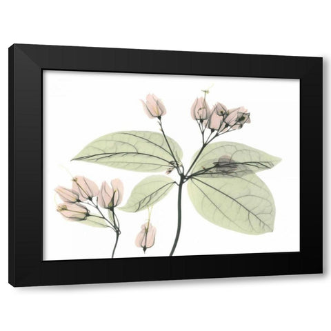 Bleeding Heart in Color Black Modern Wood Framed Art Print with Double Matting by Koetsier, Albert