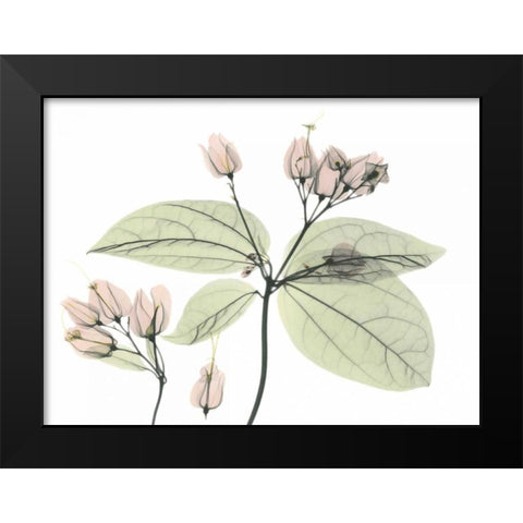 Bleeding Heart in Color Black Modern Wood Framed Art Print by Koetsier, Albert