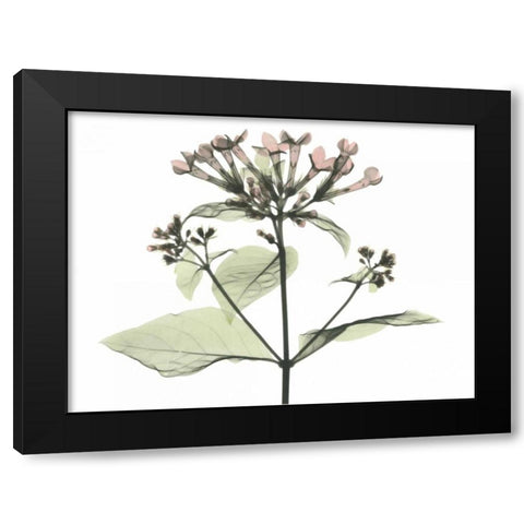 Bouvardia in Color Black Modern Wood Framed Art Print with Double Matting by Koetsier, Albert