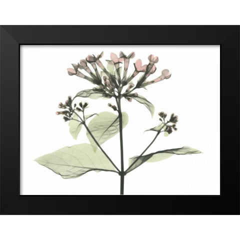 Bouvardia in Color Black Modern Wood Framed Art Print by Koetsier, Albert