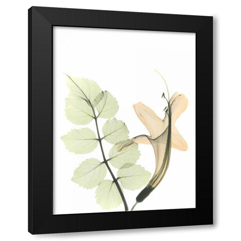 Honey Suckle in Color Black Modern Wood Framed Art Print by Koetsier, Albert