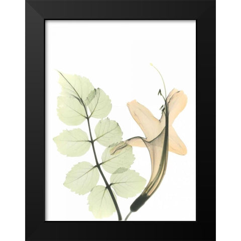 Honey Suckle in Color Black Modern Wood Framed Art Print by Koetsier, Albert