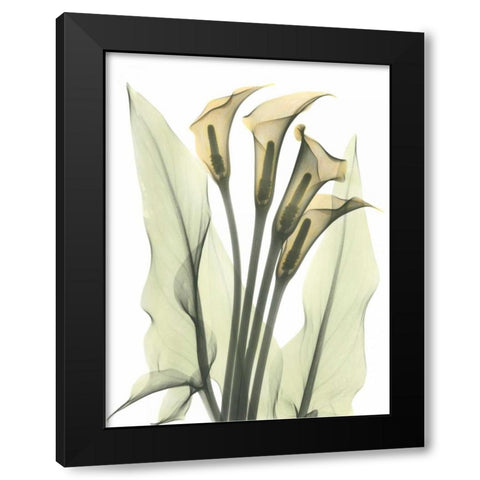 Calla Lily Bunch in Color Black Modern Wood Framed Art Print with Double Matting by Koetsier, Albert