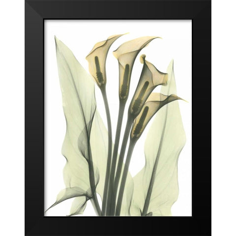 Calla Lily Bunch in Color Black Modern Wood Framed Art Print by Koetsier, Albert