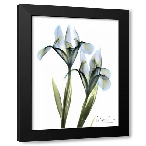 Blue Iris Pair Black Modern Wood Framed Art Print with Double Matting by Koetsier, Albert