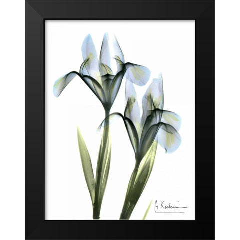 Blue Iris Pair Black Modern Wood Framed Art Print by Koetsier, Albert