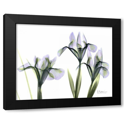 Blue Iris Triple Black Modern Wood Framed Art Print with Double Matting by Koetsier, Albert