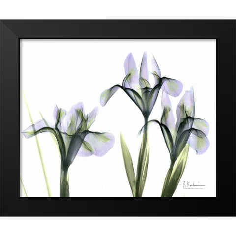 Blue Iris Triple Black Modern Wood Framed Art Print by Koetsier, Albert