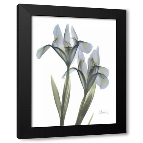 Japanese Iris Black Modern Wood Framed Art Print with Double Matting by Koetsier, Albert