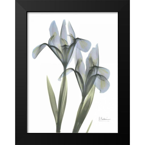 Japanese Iris Black Modern Wood Framed Art Print by Koetsier, Albert