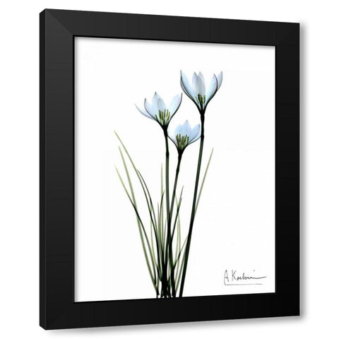 White Rain Lily Black Modern Wood Framed Art Print by Koetsier, Albert