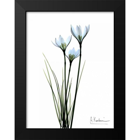 White Rain Lily Black Modern Wood Framed Art Print by Koetsier, Albert