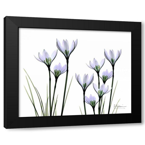 White Rain Lily in Bloom Black Modern Wood Framed Art Print with Double Matting by Koetsier, Albert