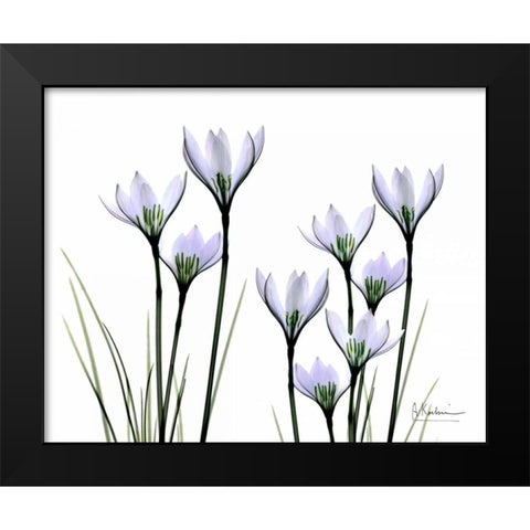 White Rain Lily in Bloom Black Modern Wood Framed Art Print by Koetsier, Albert