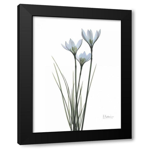 White Rain Lily Black Modern Wood Framed Art Print by Koetsier, Albert