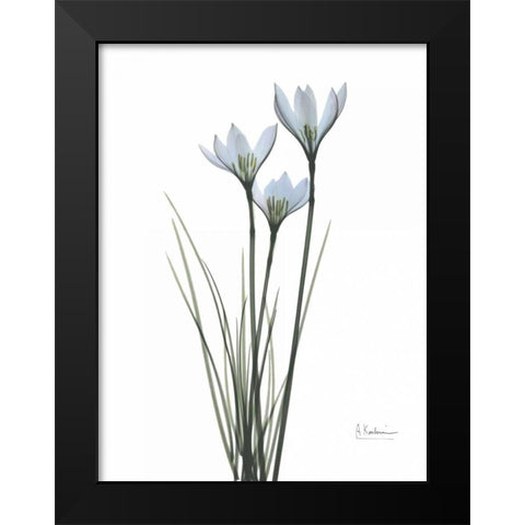 White Rain Lily Black Modern Wood Framed Art Print by Koetsier, Albert