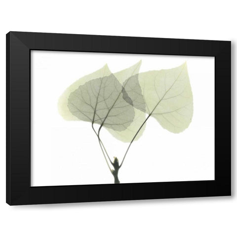 Aspen Black Modern Wood Framed Art Print with Double Matting by Koetsier, Albert