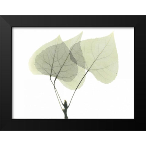 Aspen Black Modern Wood Framed Art Print by Koetsier, Albert