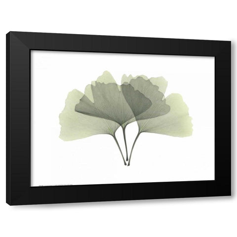 Ginkgo Black Modern Wood Framed Art Print with Double Matting by Koetsier, Albert