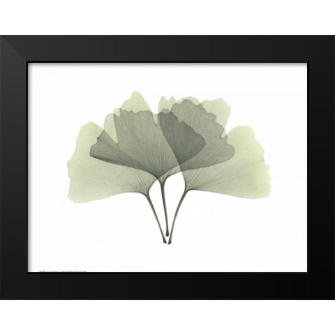 Ginkgo Black Modern Wood Framed Art Print by Koetsier, Albert